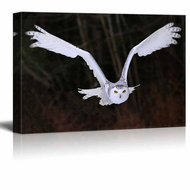 Canvas Prints Wall Art A Flying Snowy Owl Animal/Bird Photograph