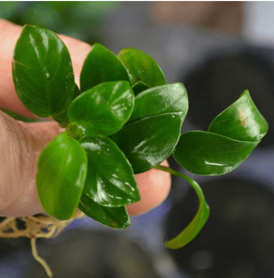 Anubias Nana Petite – Live Aquarium Plant, Easy Care Freshwater Aquascaping Plant