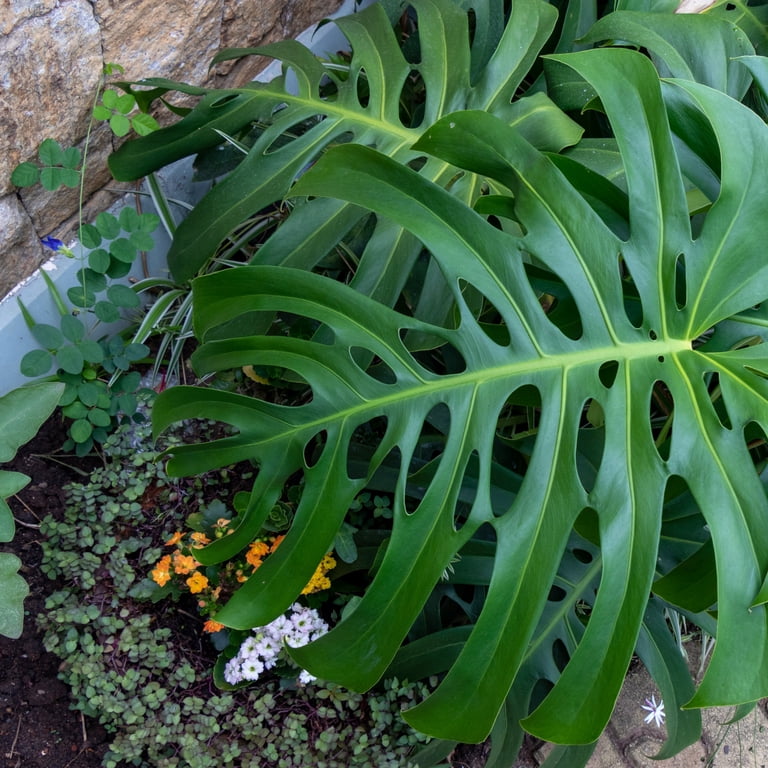 6 in. Monstera Deliciosa Plant in Grower Container, Size: 6 inch