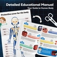 thumbnail image 4 of Modelo anatómico GoBidex, esqueleto de cuerpo humano, 40 piezas, más de 8 años, 4 of 6