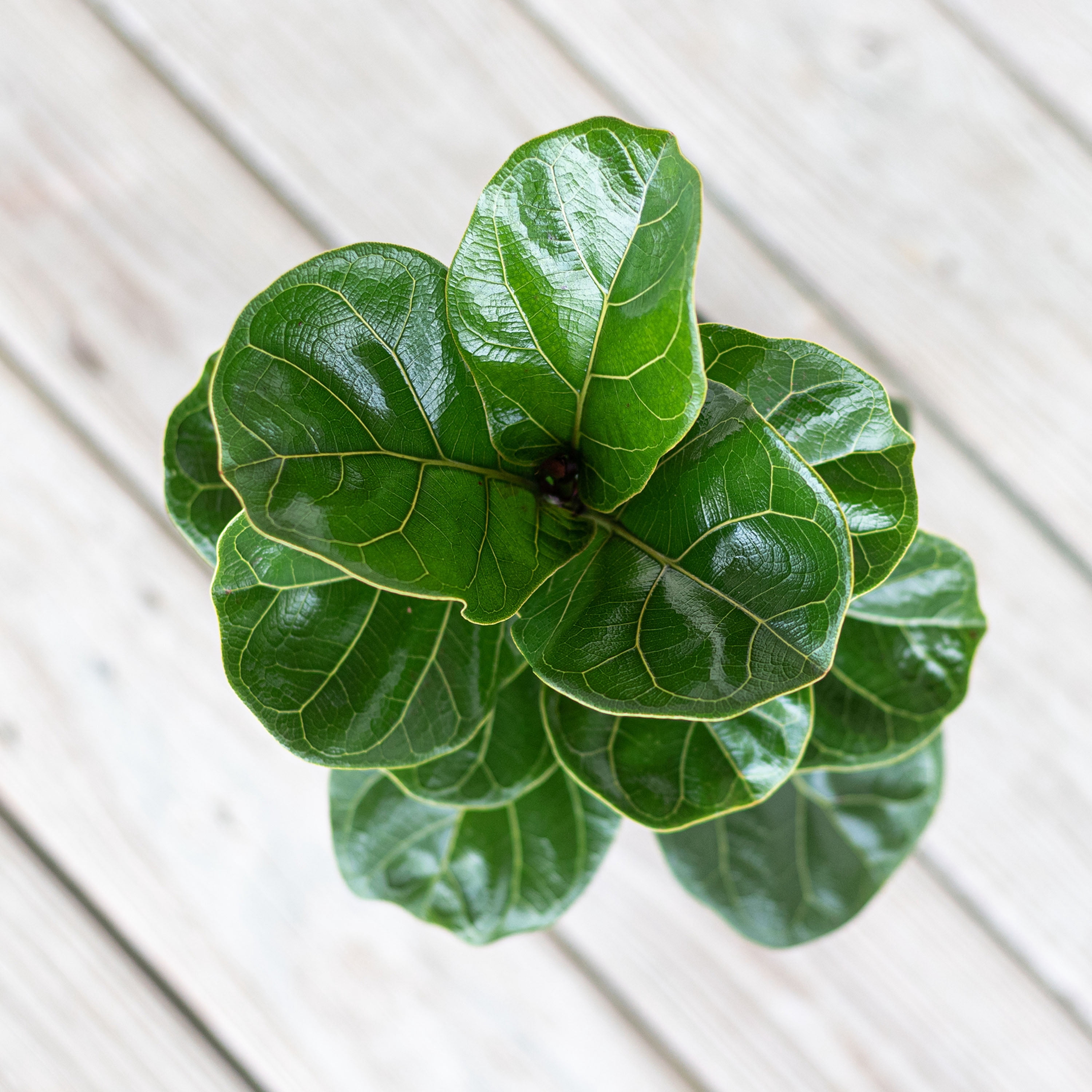 United Nursery Live Fiddle Leaf Fig Houseplant 12-14in Tall in 6-inch Premium Ecopots Pure White