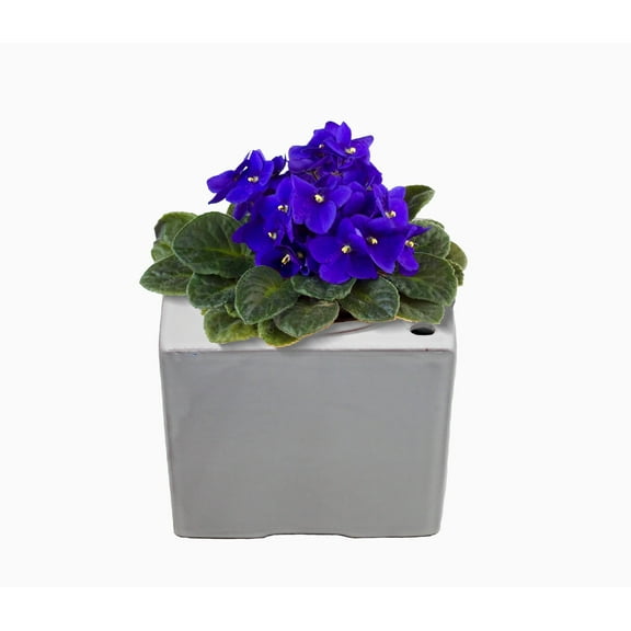 Cotta Planters Self-Watering Square Terracotta Pot for African Violets and Small Plants, Red Clay Planter with Inner Pot and Reservoir, 6 Inch, White
