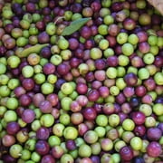 2-3ft Arbequina Olive Tree - Edible Olives - Self Pollinating