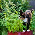 thumbnail image 3 of Bonnie Plants Catnip 19.3 oz. 2-Pack, 3 of 12