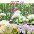 thumbnail image 3 of Allium Mix Live Plant, Perennial Allium, Colorful Flowers in Spring to Summer, Vibrant Blossoms Plant, 3 of 5