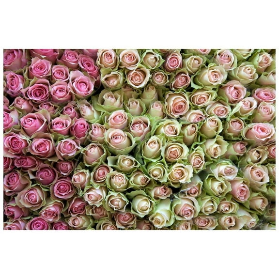 "Roses in Pink" Painting Print on Wrapped Canvas