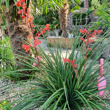 Red Yucca Live Plant, Hardy Perennial, Red Flowers, 4-7 inches Tall, 4 inch Pot for Planting