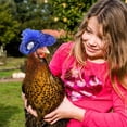 thumbnail image 4 of Bienvenido 2 Piezas Sombreros de Pollo con Correa Elástica Ajustable Lazo de Encaje de Plumas Divertido, 4 of 5