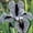 C, variant on Iris For Planting - Suitable for Courtyard Gardening - Deer Resistant Variegated Foliage Plants for Borders - Plant Hangers