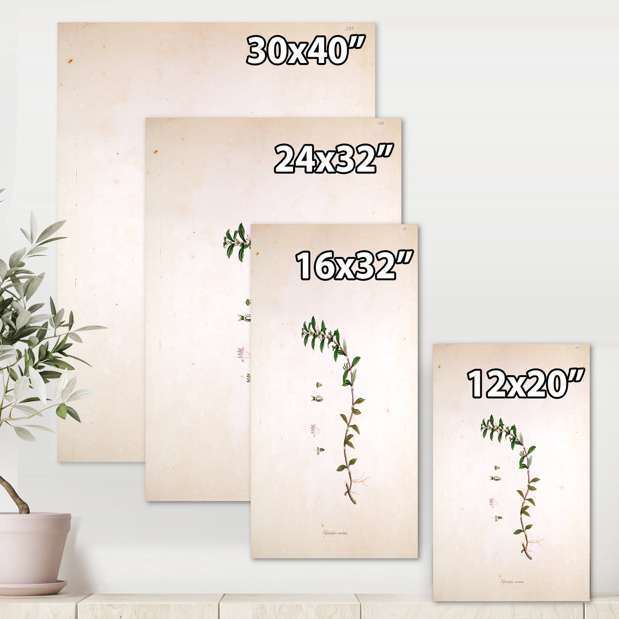 Designart ' Ancient London Plants II ' Farmhouse Canvas Wall Art Print