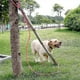 thumbnail image 3 of Correa de entrenamiento para perros para exteriores con correa larga, 3 of 5