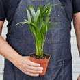 thumbnail image 2 of Areca Palm Live Plant for Indoor | Different Houseplants in 4'' & 6'' Pot | Real House Plant for Living Room, Office, Desk & Bathroom | Dypsis lutescens | Butterfly Palm, 2 of 6