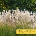 thumbnail image 2 of 3 Adagio Maiden Grass – Compact Clumping Ornamental Grass with Pink Plumes for Borders, Containers & Mass Plantings (Miscanthus sinensis ‘Adagio’) in 3.5″ Cubes, Live Plants, 2 of 8