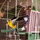 thumbnail image 5 of Jaula para pájaros con varilla de afilar garras, 5 of 6