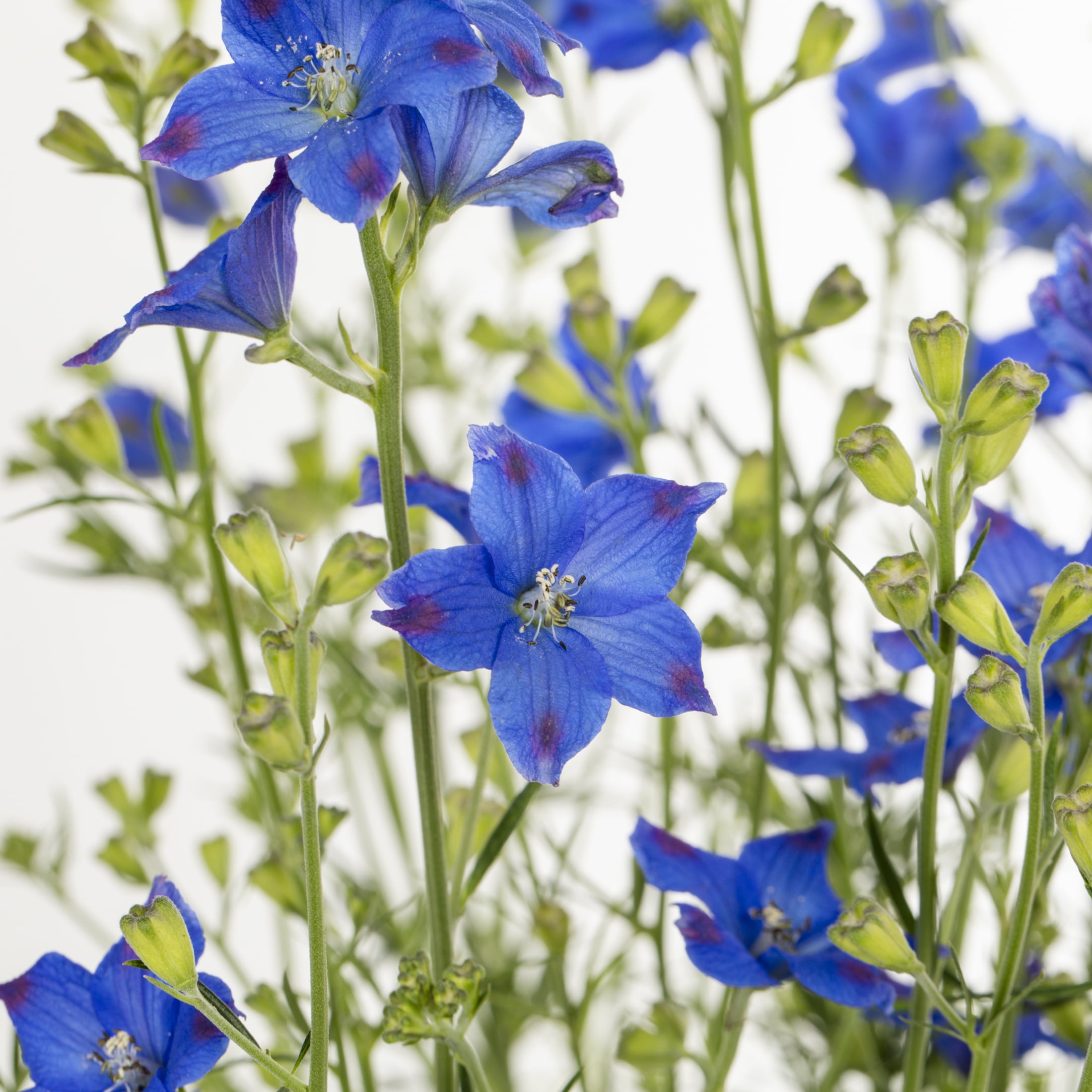Better Homes & Gardens 2QT Blue Delphinium Live Perennial Plant Sun 3-Pack