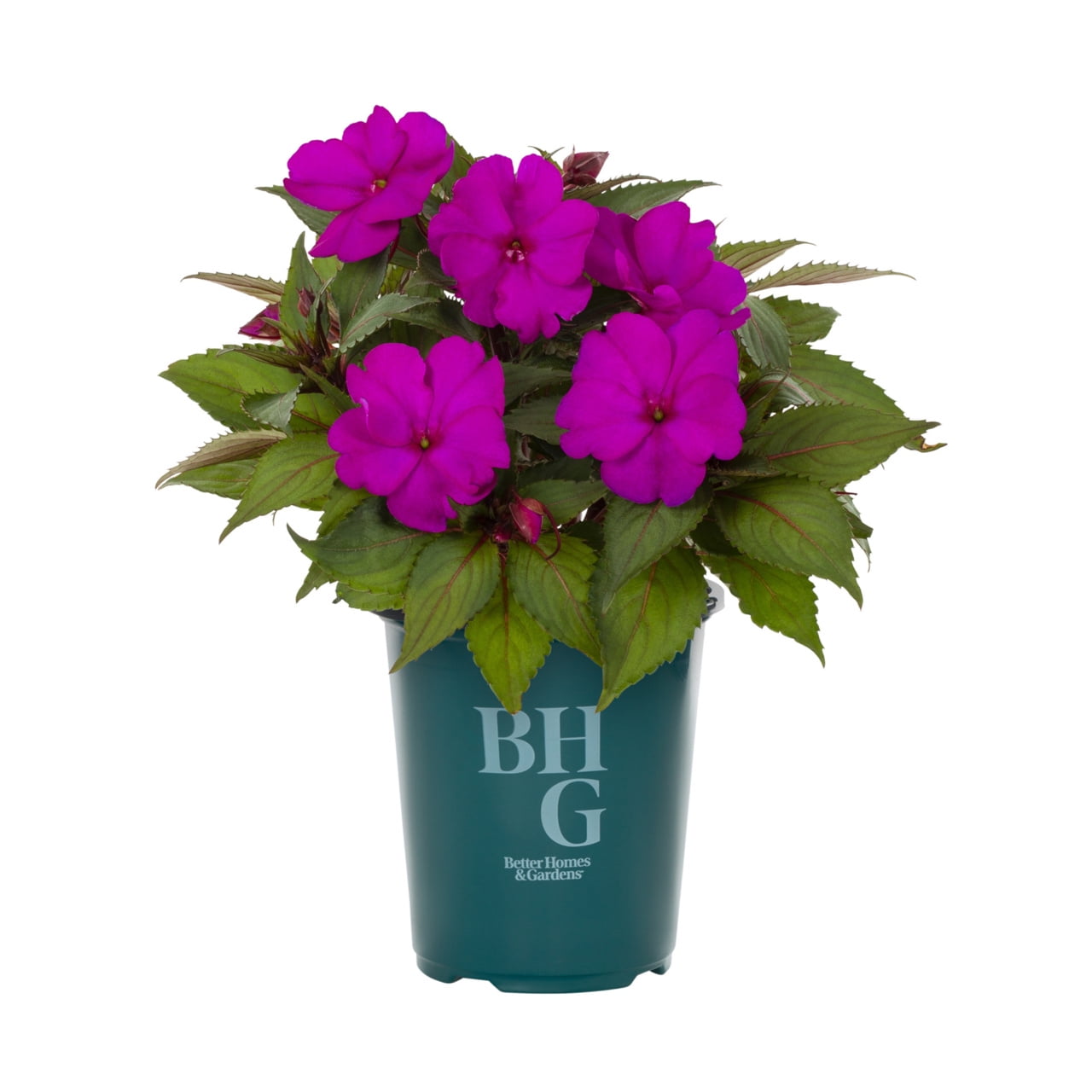 Better Homes & Gardens 1.5PT Purple New Guinea Impatiens Live Annual Plant Sun 5-Pack