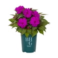 thumbnail image 2 of Better Homes & Gardens 1.5PT Purple New Guinea Impatiens Live Annual Plant Sun 5-Pack, 2 of 6