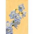 thumbnail image 2 of Bush, Marie 13x18 Black Ornate Wood Framed with Double Matting Museum Art Print Titled - Netherlands, Venlo Delphinium parfait flowers, 2 of 4