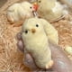 thumbnail image 4 of Chicken Squishy Toy, Handmade Taba Squishy Toys, Ultra Soft Chicken Shape Squeeze Toy, Fluffy Chicken Shaped Sensory Toy, Squishy Toys for Relieving S, 4 of 5