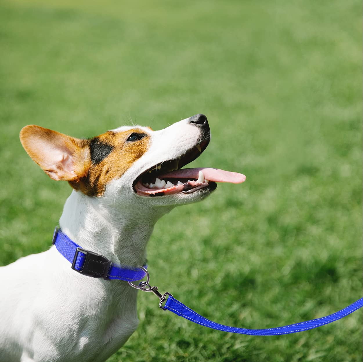 Siisll 6FT Reflective Dog Leash with Soft Padded Handle for Training Leashes,Walking Lead for Large & Medium Dog,1 inch Wide,Royal Blue