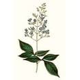 thumbnail image 2 of Curtis 23x32 White Modern Wood Framed Museum Art Print Titled - Soft Blue Botanicals IV, 2 of 4