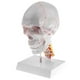 thumbnail image 1 of Réplicas de Modelos Anatómicos de Cráneo Tamaño Natural | Cuello Y Cervical | Adorno de Oficina de Laborato Yotijar Estatua de cráneo de cabeza humana, 1 of 10