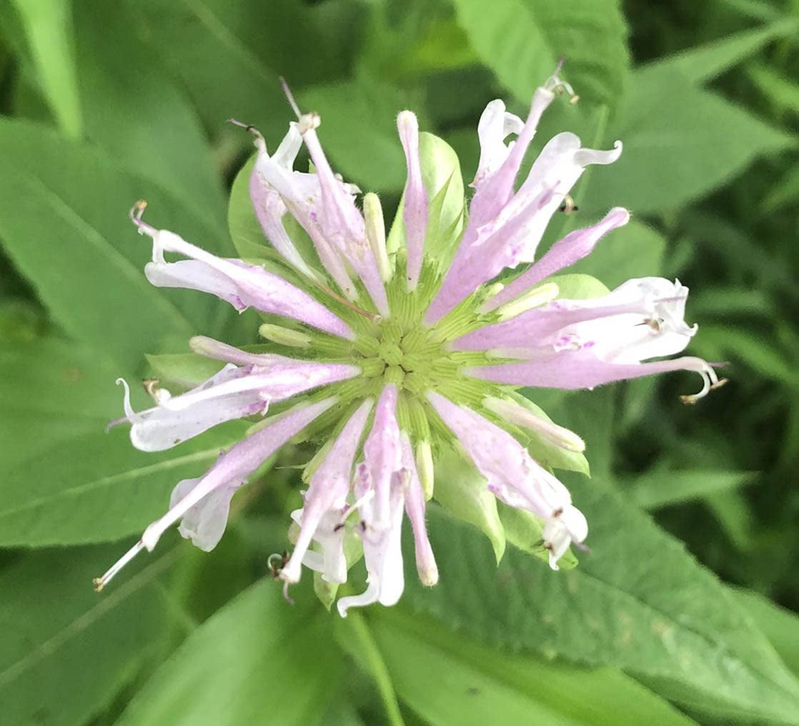 Bee Balm (Monarda fistulosa) Live Plant in 2.5-inch Pot- Wild Bergamot, Organic Native Pollinator Plant by Smoke Camp Crafts