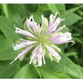 thumbnail image 5 of Bee Balm (Monarda fistulosa) Live Plant in 2.5-inch Pot- Wild Bergamot, Organic Native Pollinator Plant by Smoke Camp Crafts, 5 of 5