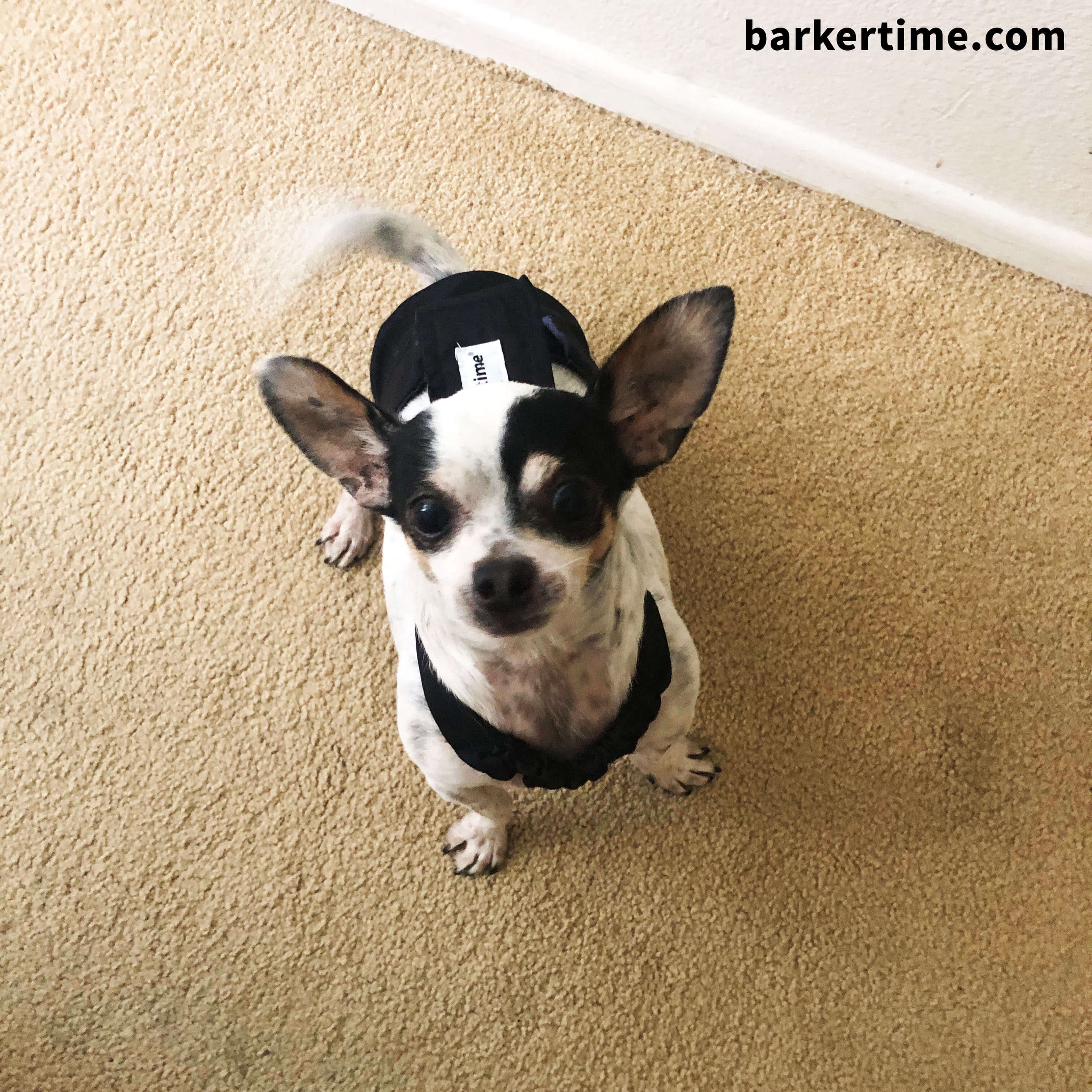 Barkertime Midnight Black Mystique Dog Diaper Overall