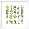 thumbnail image 2 of Art.com Medicinal and Healing Herbs Collection. Hand Drawn Set of Botanical Vector Illustrations, Isolated Premium Giclee Print by Tatiana Liubimova, White Frame Wall Art, 21" x 21", 2 of 5