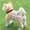 yellow, variant on Pet Physiological Pants for Dogs - Cute Princess Style, Adjustable Waist, Breathable Polyester, with Bowknot (Yellow Leaf & Red Polka Dot, S-XL)