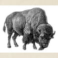 thumbnail image 3 of CafePress - Vintage Bison Tote Bag - Unisex Canvas Tote Bag, Beige, 1-Piece, 3 of 8