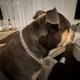 thumbnail image 5 of . Cadena Para Perro, Cadena Cubana De Diamantes, Collar De, 5 of 6