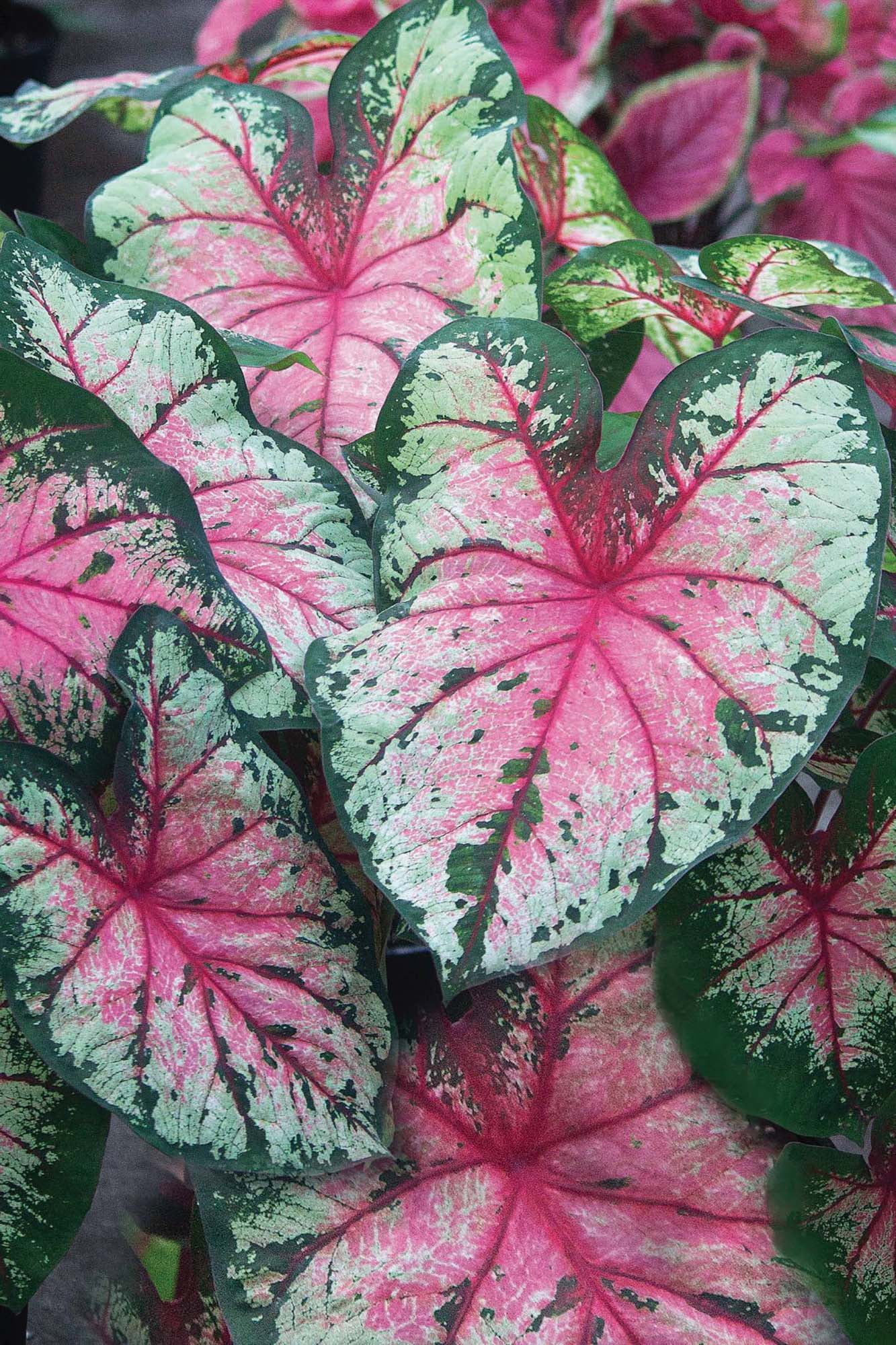 Cherry Blossom Fancy Leaf Caladium - 3 Bulbs - NEW - Walmart.com