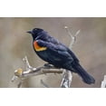 thumbnail image 2 of Lord, Fred 18x13 White Modern Wood Framed Museum Art Print Titled - CO, Frisco Portrait of male red-winged blackbird, 2 of 4