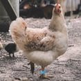 thumbnail image 2 of 100Pcs Pigeon Leg Rings Numbered Bird Leg Bands Private Pigeons Markers Identification Leg Bands, 2 of 8