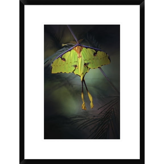 Global Gallery Jimmy Hoffman 'Moon Moth' Framed Wall Art