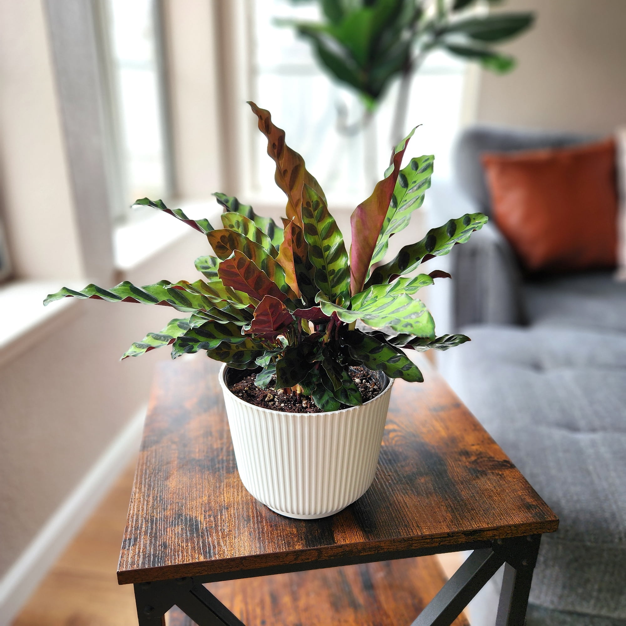 Element Rattlesnake Calathea Lancifolia Live Plant in 6" White Decor Pot (Approx 15" Tall)