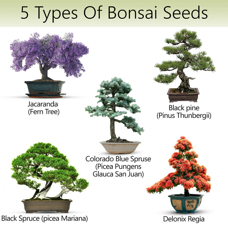Bonsai Tree Kit – 5X Unique Japanese Bonzai Trees