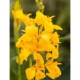 thumbnail image 5 of 5 Seeds YELLOW CANNA LILY Indian Shot Canna Indica Flower Seeds, 5 of 10