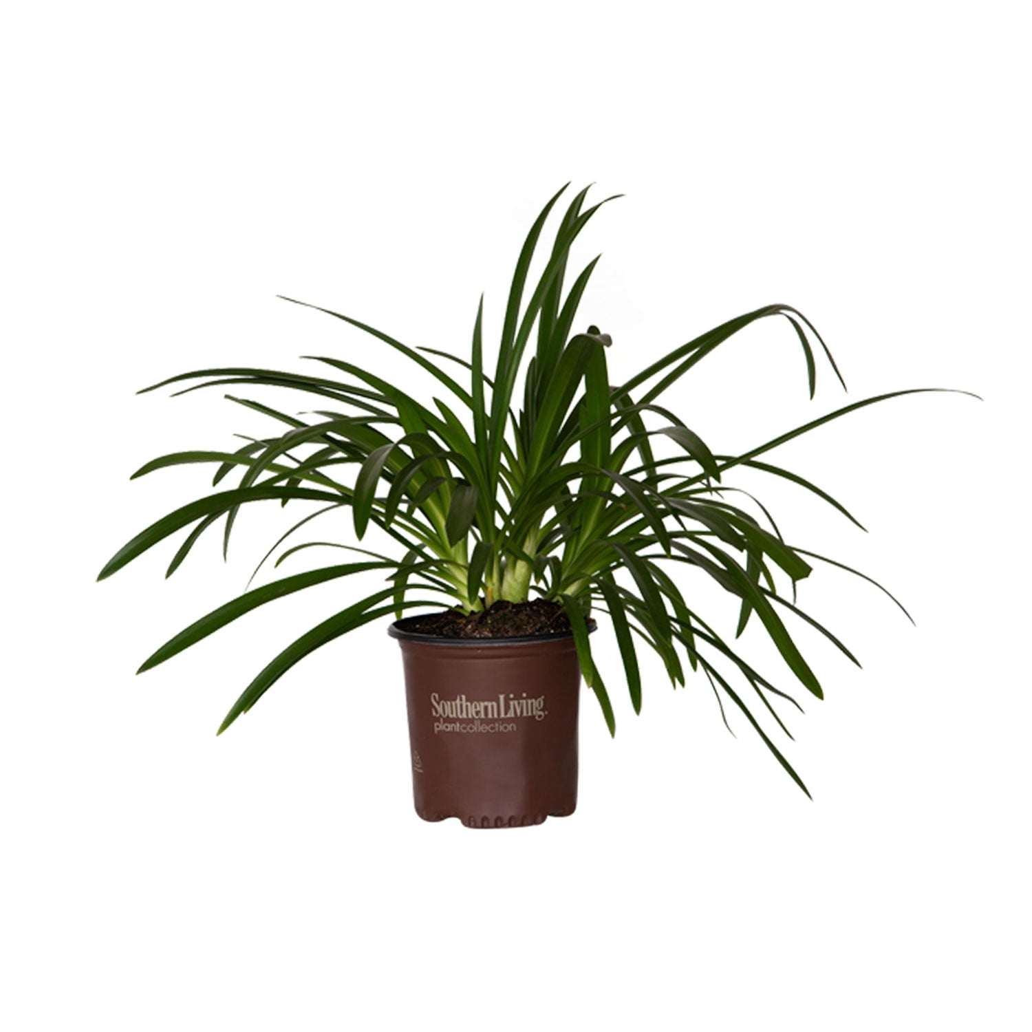 Southern Living Ever Sapphire Agapanthus 'Lily of the Nile' Live Shrub in 2.5-Quart Grower Pot