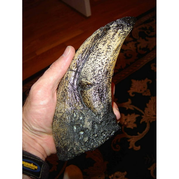 t rex toe