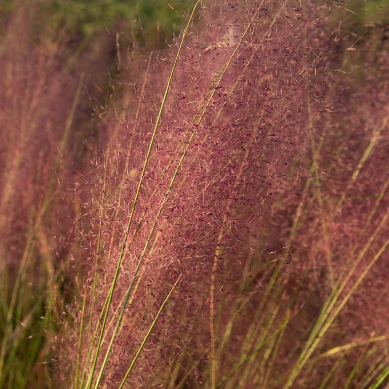 Pink Muhly Grass Live Plants (Pack Of 3) – 5-9 Inch Tall, Ornamental Perennial Grass For Landscaping