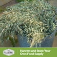 thumbnail image 6 of 2 Packs Oats Cover Crop Seed - Non-GMO Heirloom Annual Full Sun, 6 of 6