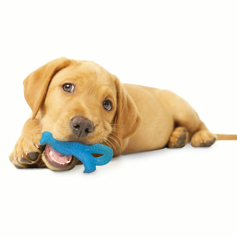 Nylabone Puppy Chew Toy Bundle
