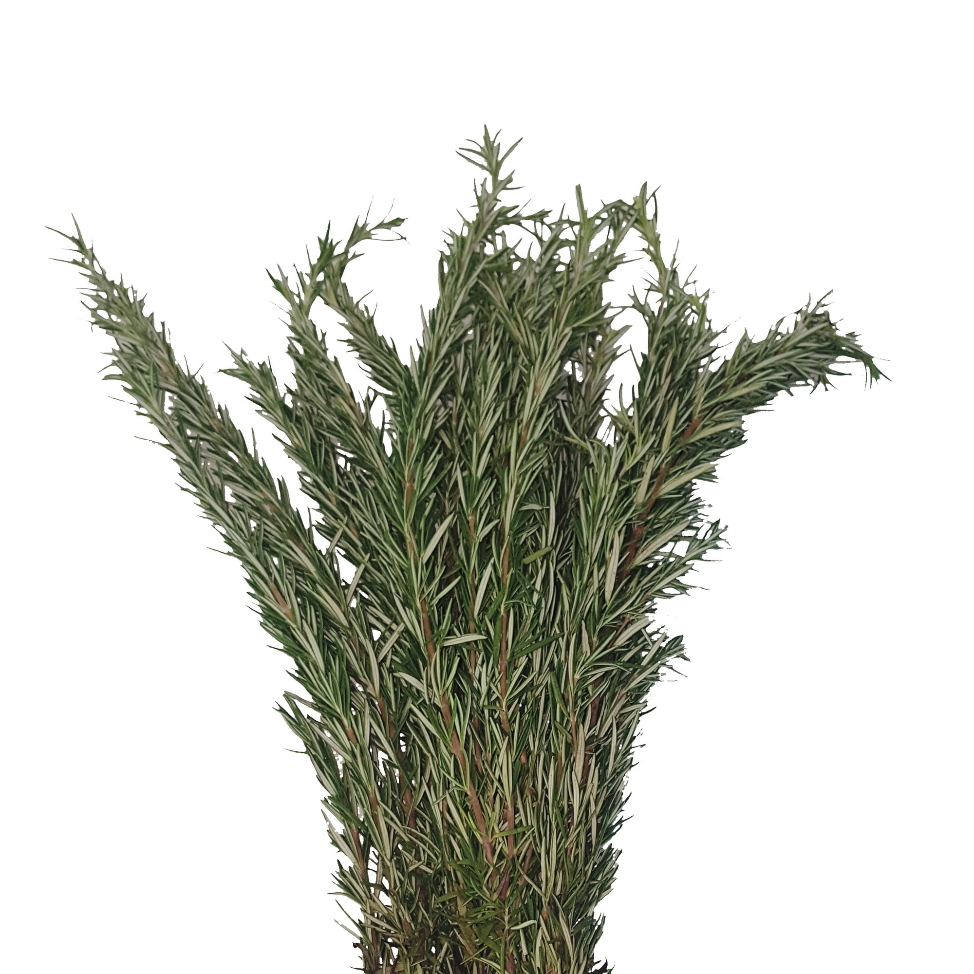 Rosemary - Farm Direct Fresh Cut Flowers - 100 Stems