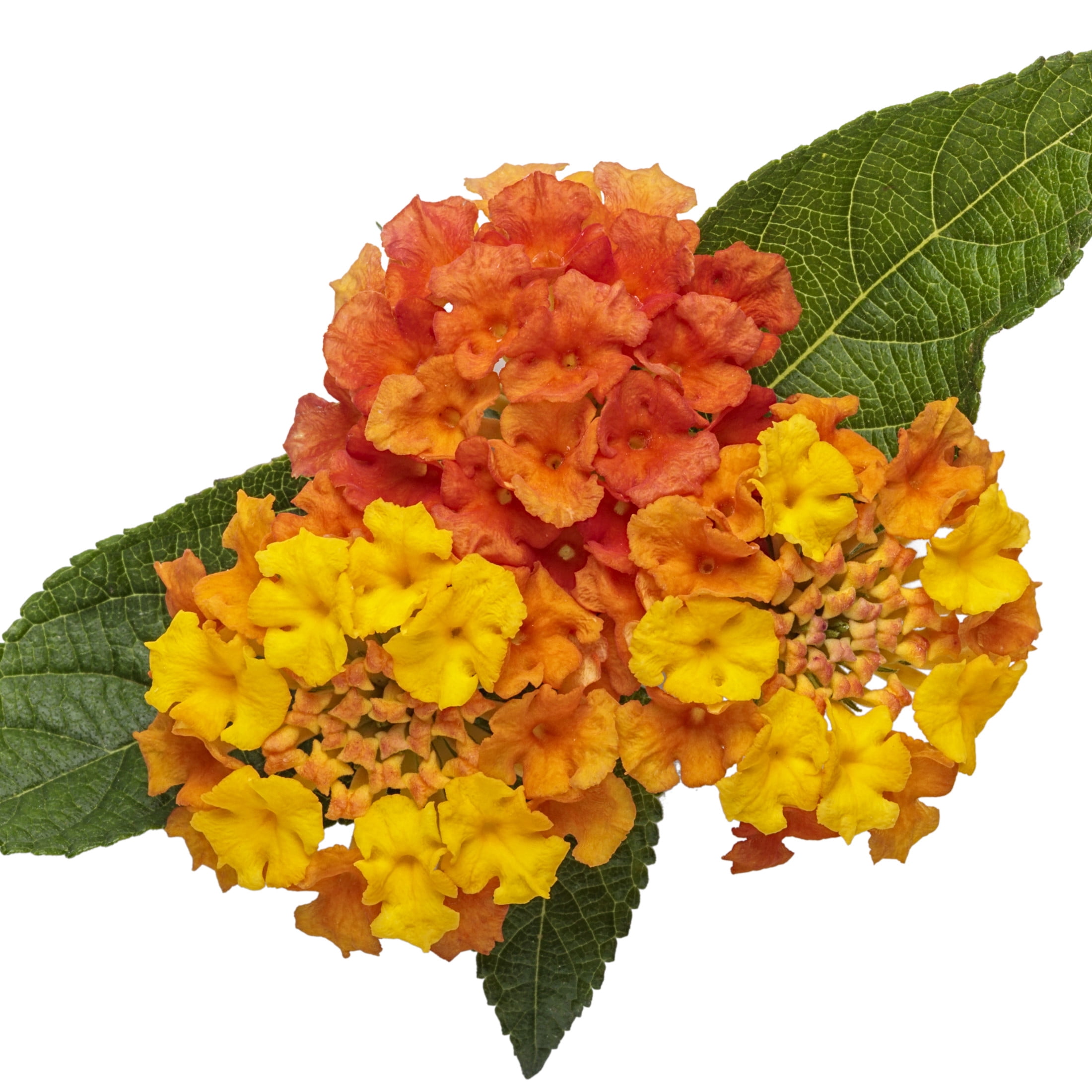 Proven Winners 4" Multicolor Luscious Basket Tangeglow Lantana Live Plant in 4.25" Pot (4 Count)
