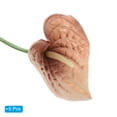 thumbnail image 3 of Uxcell 13" Artificial Anthurium Lily Flowers Floral Arrangements Bouquet Decor, Tan 6 Pack, 3 of 5