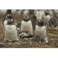 thumbnail image 2 of Illg, Cathy and Gordon 18x13 White Modern Wood Framed Museum Art Print Titled - Bleaker Island Group of Gentoo penguins, 2 of 4