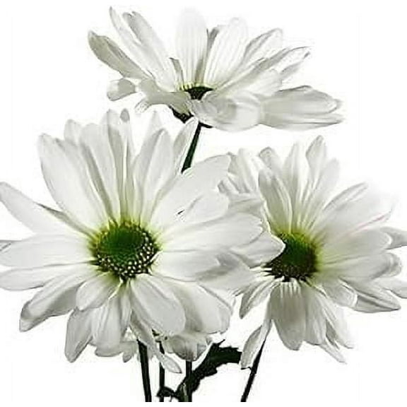 KaBloom : 49 stems White Daisy, Next-Day Delivery, Gift for Every Occasion.
